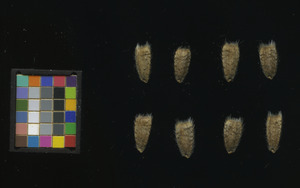 seed