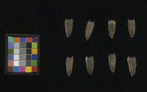 seed