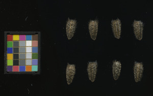 seed