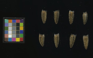seed