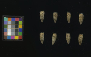 seed