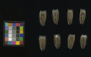 seed