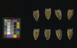 seed