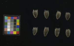 seed
