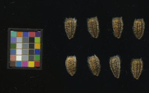 seed
