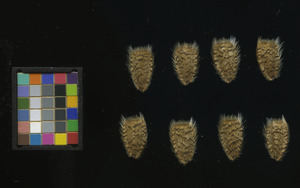 seed