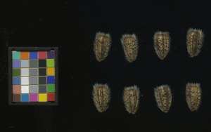 seed