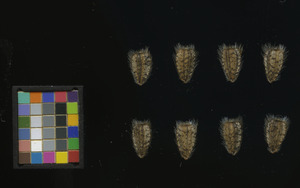 seed