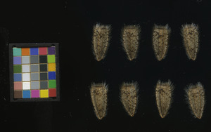 seed