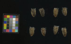seed