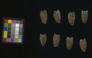 seed