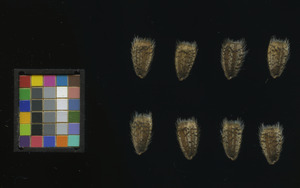 seed