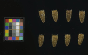 seed