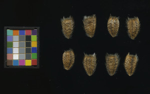 seed