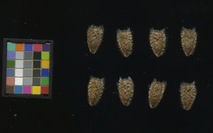 seed