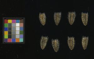 seed