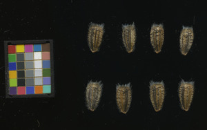 seed