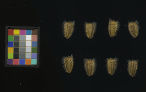 seed
