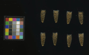 seed