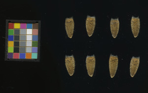seed