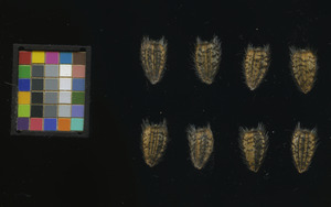 seed