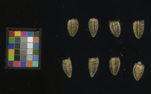 seed