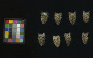 seed