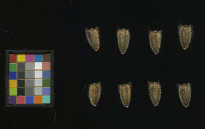seed