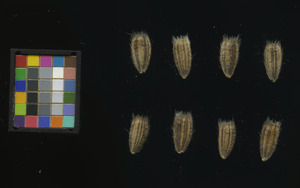 seed