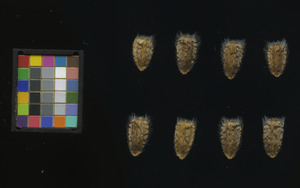 seed