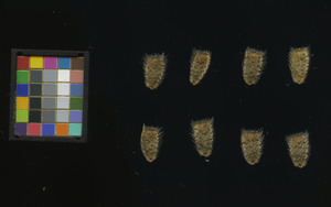 seed