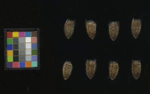 seed