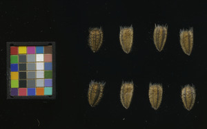 seed