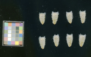 seed
