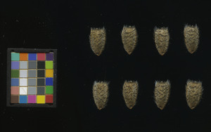 seed