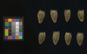 seed