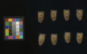 seed
