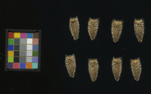 seed