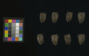 seed