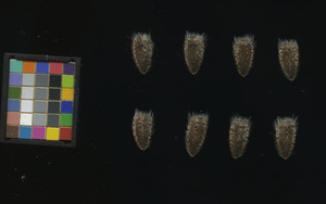 seed