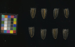 seed