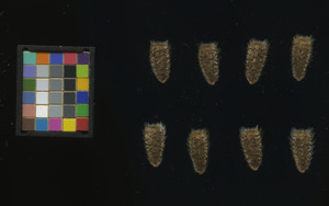 seed