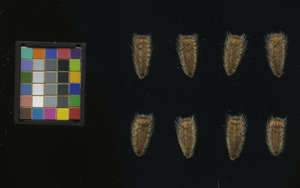 seed