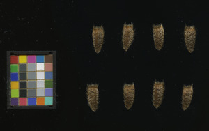 seed
