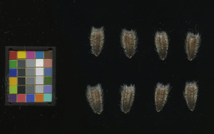 seed