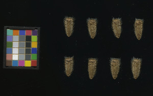 seed