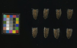 seed