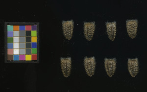 seed