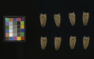 seed