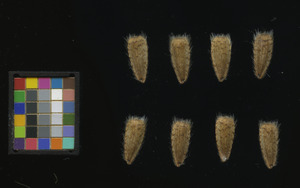 seed